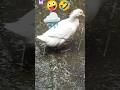 duck 🌧️ enjoy  #comedy #funny #trending #shortvideo #shortvideo #babyanimal #viralvideo #pet