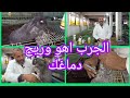 ارانب الخير اوع تقول ما فيش جرب الجرب اهو ٣٠٤ 