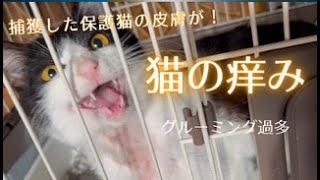 保護した猫の皮膚が酷い事になりました。