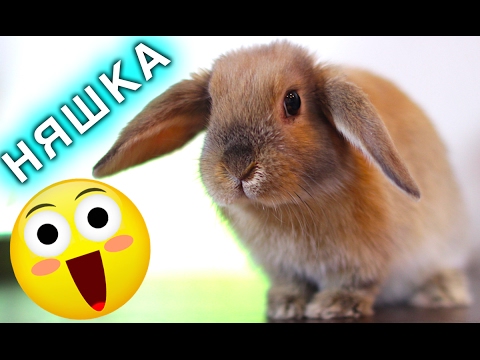 ПЕРВЫЙ ДЕНЬ КРОЛИКА В ДОМЕ - КРОЛИК ЭЛЬЗА - КАК ЖИВУТ КРОЛИКИ | Elli Di Pets