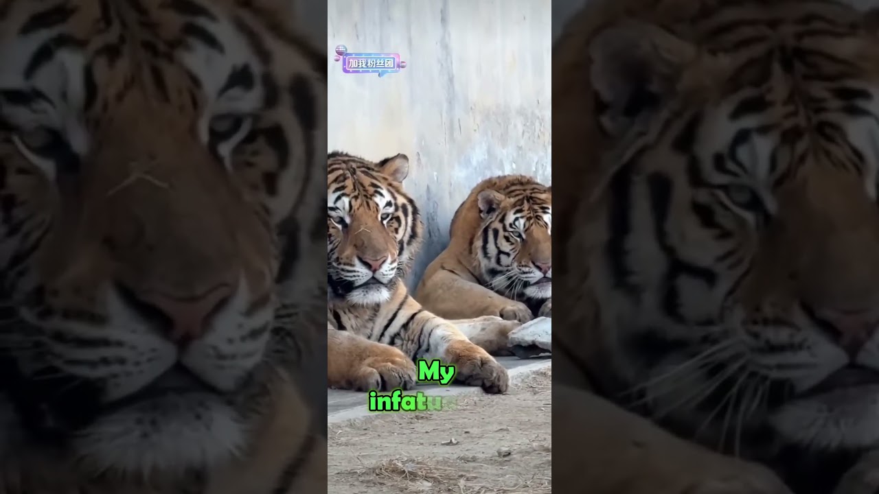 Today we are the live broadcaster Biaoge, stick out your tongue, our beef is the most delicious😂