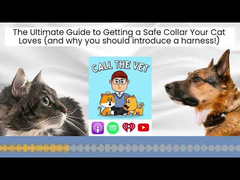 The Ultimate Guide to Getting a Safe Collar Your Cat Loves (and why you should introduce a harness!)