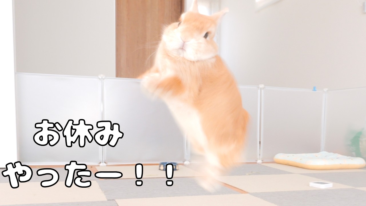 平日なのに仕事が休みと分かって嬉しくて飛び跳ねるウサギが可愛かった【No.1869】