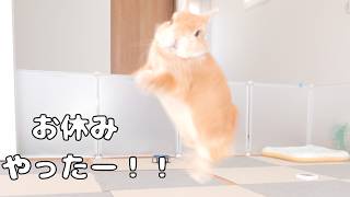 平日なのに仕事が休みと分かって嬉しくて飛び跳ねるウサギが可愛かった【No.1869】