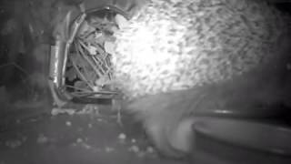 #hedgehog climbs up bowl 1:04am 170816