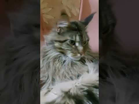 #кот #rek #vlok #cat #врек #ebike #стрим #топ #rec #юмор #подпишись #прикол #смех #угар #жизнь #кино