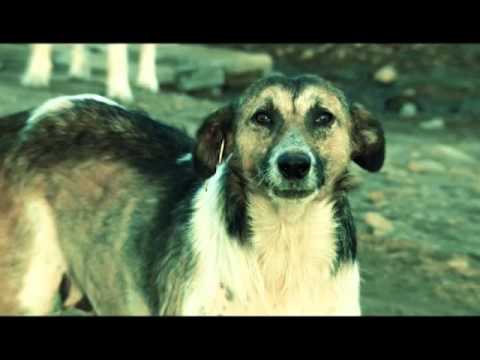 ვიდეო: ჰიპერკალციემიული საშუალებების მოწამვლა ძაღლებში