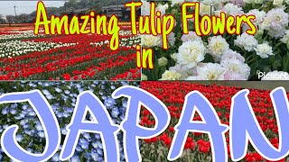 Amazing Tulip Flowers in Japan