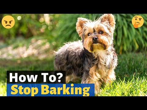 how to get your yorkie to stop barking