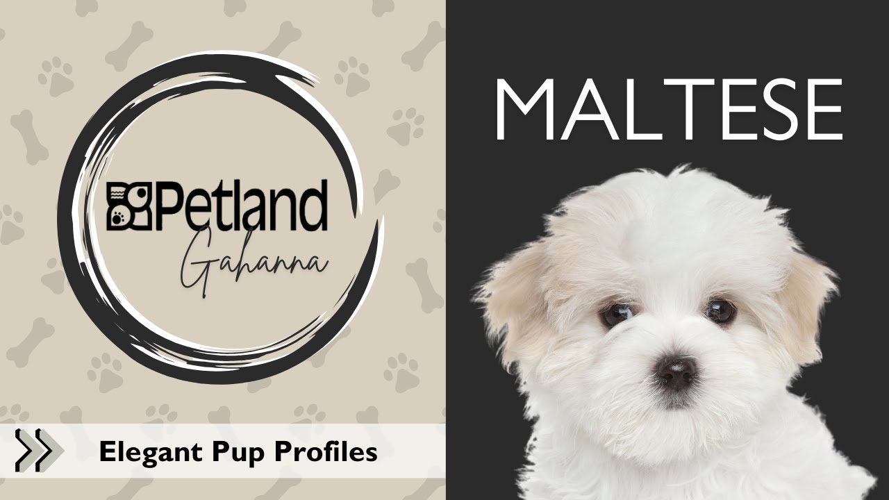 Maltese Breed Facts