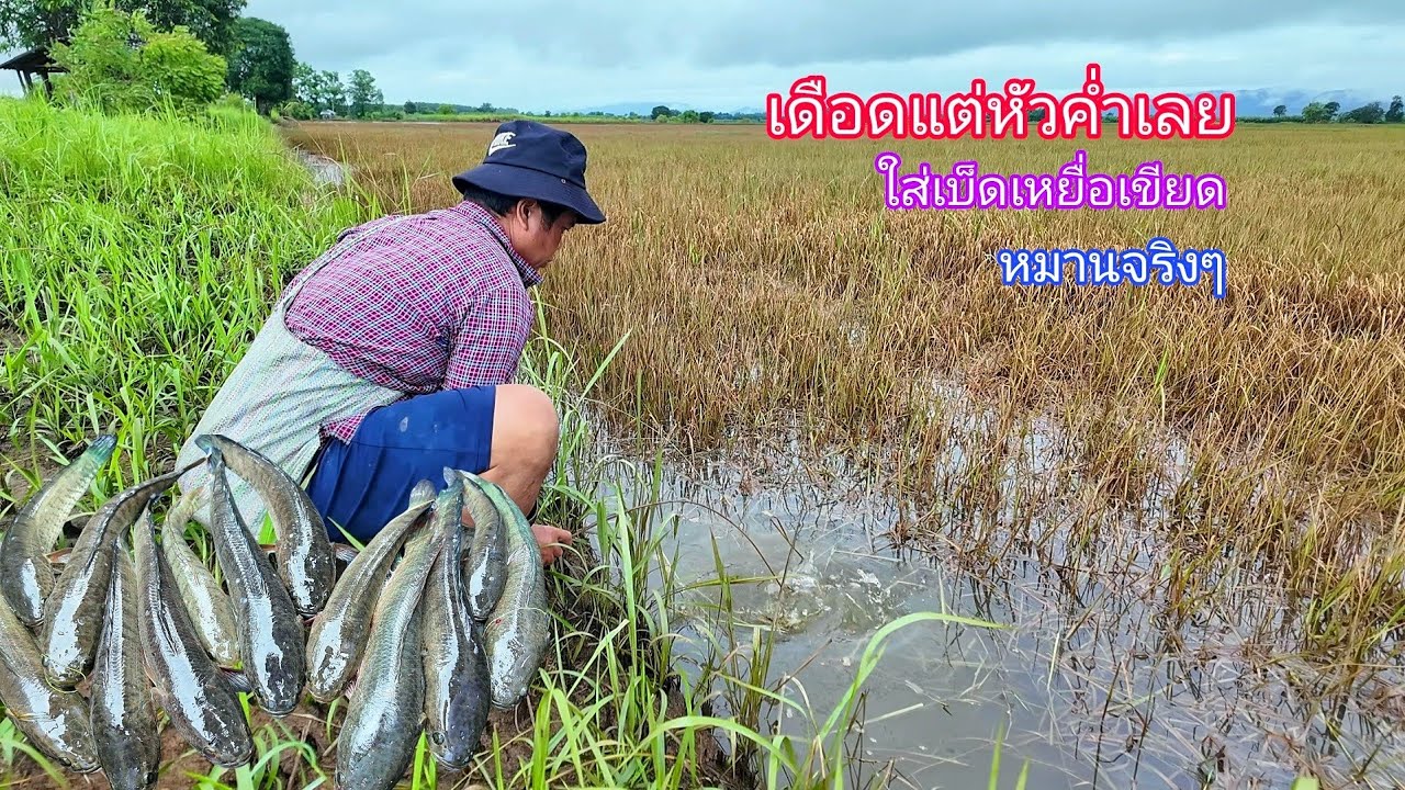 เอาอีกแล้ว!!เดือดแต่หัวค่ำ ใส่เบ็ดในนาน้ำท่วมปลาช่อนกัดดีจริงๆหมานสุดๆต้มปลากินแช่บๆ
