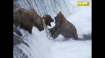 Alaska : Đại tiệc 500 triệu con cá hồi dành cho gấu nâu