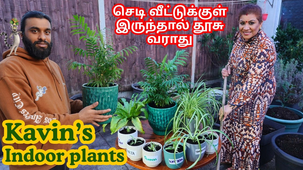 எப்படியான செடி வீட்டுக்கு வைக்கலாம் || Beautiful House Plants for Clean Air || Kavin's Indoor plants