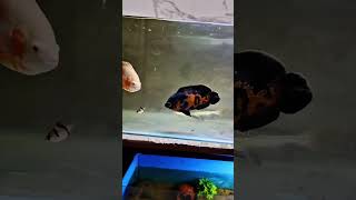 Oscar attack feeding #oscar #oscarbite#oscar fish dangerous bite#live feedingOscar attack#aggressive