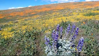 Social distancing day at the antelope valley california poppy reserve.
this is 2020 super bloom season. each spring, valley...