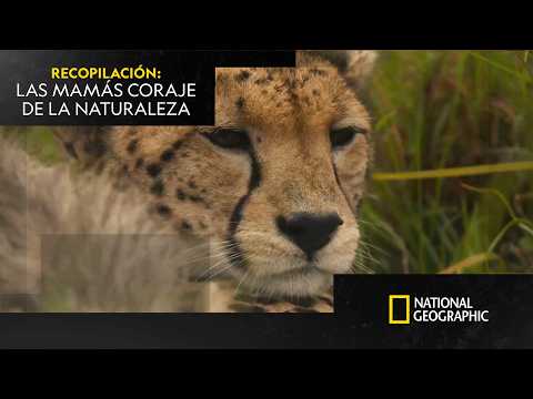 Todas las MAMÁS CORAJE de la naturaleza 🐯 | RECOPILACIÓN | NATIONAL GEOGRAPHIC ESPAÑA
