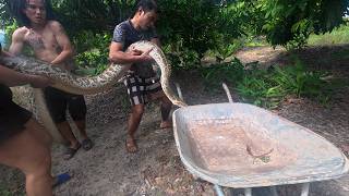 3 Brave Men Capture a Giant Python Snake in the Wild | Incredible Snake Rescue and Relocation