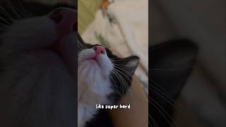 Are you falling asleep???  #funny #cute #sleep #airbiscuitsinc #kitten #shorts #kittenrescue