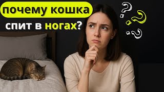 видео: Вот ПОЧЕМУ кошка спит с вами в ногах - причина вас удивит! картинка: Вот ПОЧЕМУ кошка спит с вами в ногах - причина вас удивит!
