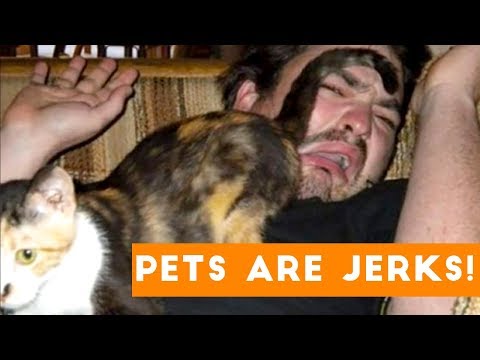 animals-are-jerks-funny-pet-compilation-|-funny-pet-videos