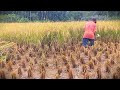 Golden Bounty: Harvesting Rice with a Sharp Sickle #RuralAgriculture #TraditionalFarming