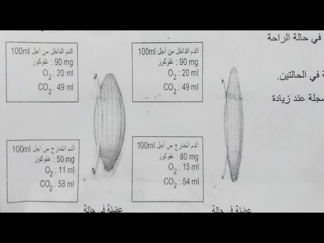 لايف السنة 1 متوسط اختبار الفصل الثاني