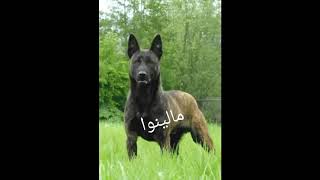 صور كلب🐶مالينوا & كلب🐶 بيتبول screenshot 4