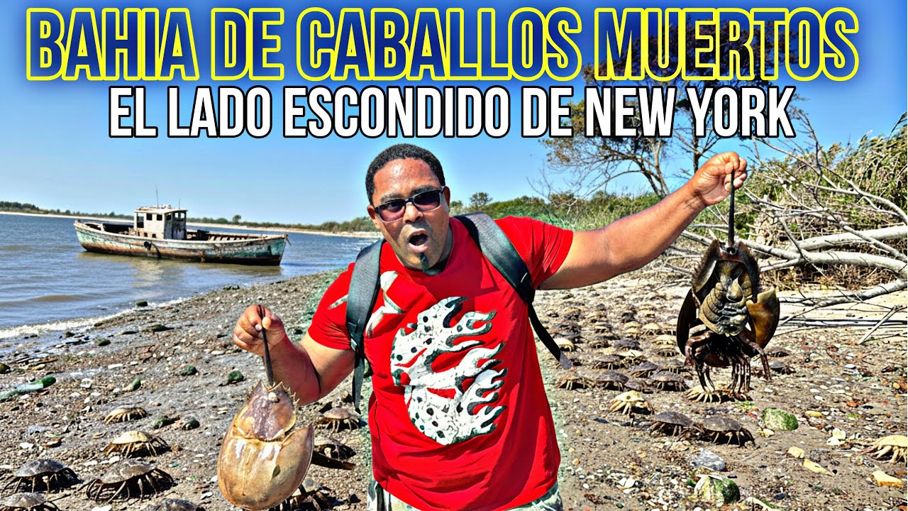 Bahia de Caballos Muertos , El lado oculto de Nueva York ......