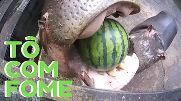 O que hipopótamo gosta de comer?