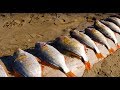 Surf Perch Beach Fishing & Razor Clam DIGGING! | Addicted Life Ep. #30
