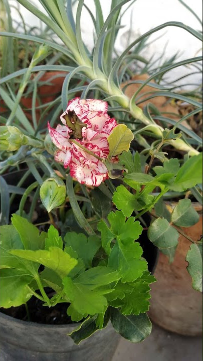 carnation