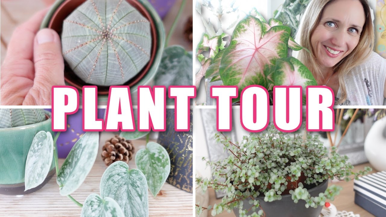 🌿 Plant Tour | Tu veux voir ma collection de plantes d'intérieur ? 🪴
