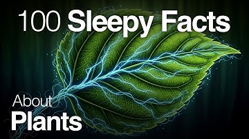 The Most Relaxing Facts About Plants to Fall Asleep To