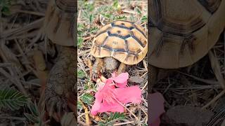 🐢Watch This Turtle Try to Munch a Flower🌸🍃#turtle #nature #forest #shortvideo #shorts