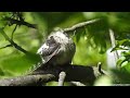 Middle Spotted Woodpecker preening &amp; sunbathing