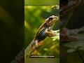 El ciclo del las ranas #sabiasque #paisajesextremos #animals #art