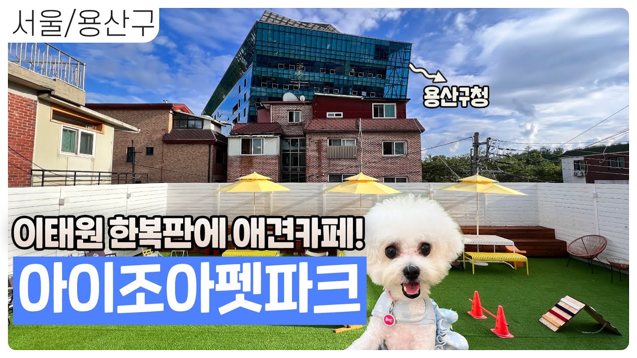 이태원 한복판에 운동장 있는 애견카페가? [아이조아펫파크 서울점] [4K]
