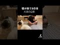#犬派の旦那氏、猫を飼う