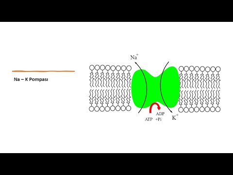 0032 Na-K POMPASI