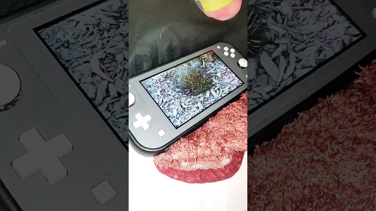 SpongeBob Screaming Shorts Spongebob Garythesnail Patrick