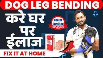 Puppy Dog leg Bending Problem Solution  | Puppy leg Problems | Dog Puppy Leg Bending Treatment