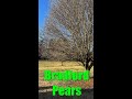 Cutting Down a Bradford Pear Tree