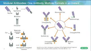 Generation of Recombinant Tool Antibodies to Support Cell and Gene Therapy Development