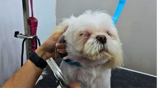 Matted to Magnificent: A Dog Grooming Transformation