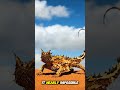 Meet the Desert's Tiny Dragon! 🐉🏜️ #Shorts #ThornyDevil #Reptiles