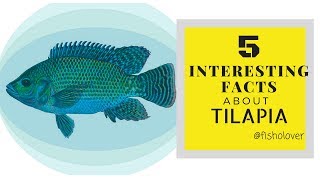 Fisholover Fact #001 - 5 interesting facts about Tilapia