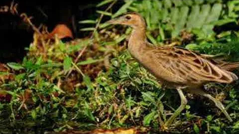 Suara pikat burung Ayam-ayaman sawah, volume besar dan suara jernih