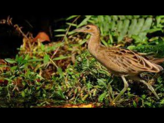 Download Suara Burung Sawah Tututan Mikat Jitu Mp3 Mp4 3gp Flv