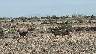 Desert Deer came to visit 🤠🦮