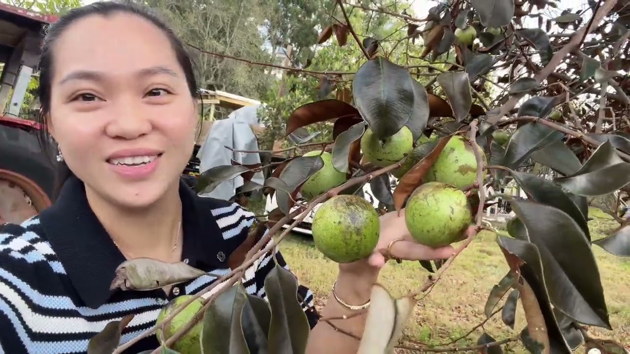 Vlog 3024 ll NAY ĐƯỢC THĂM VƯỜN CÔ CHÚ CHỦ NGƯỜI VIỆT THÀNH CÔNG Ở MỸ- SUPER BOWL 2026